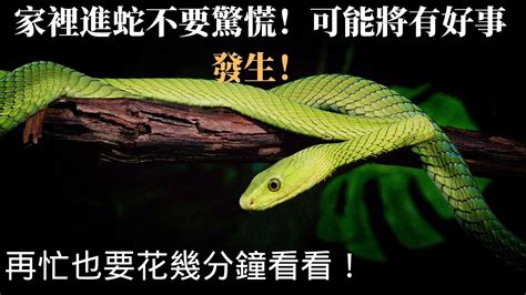 蛇進家門|風水大師：蛇進家門有什麼預兆，應該怎麼處理呢？